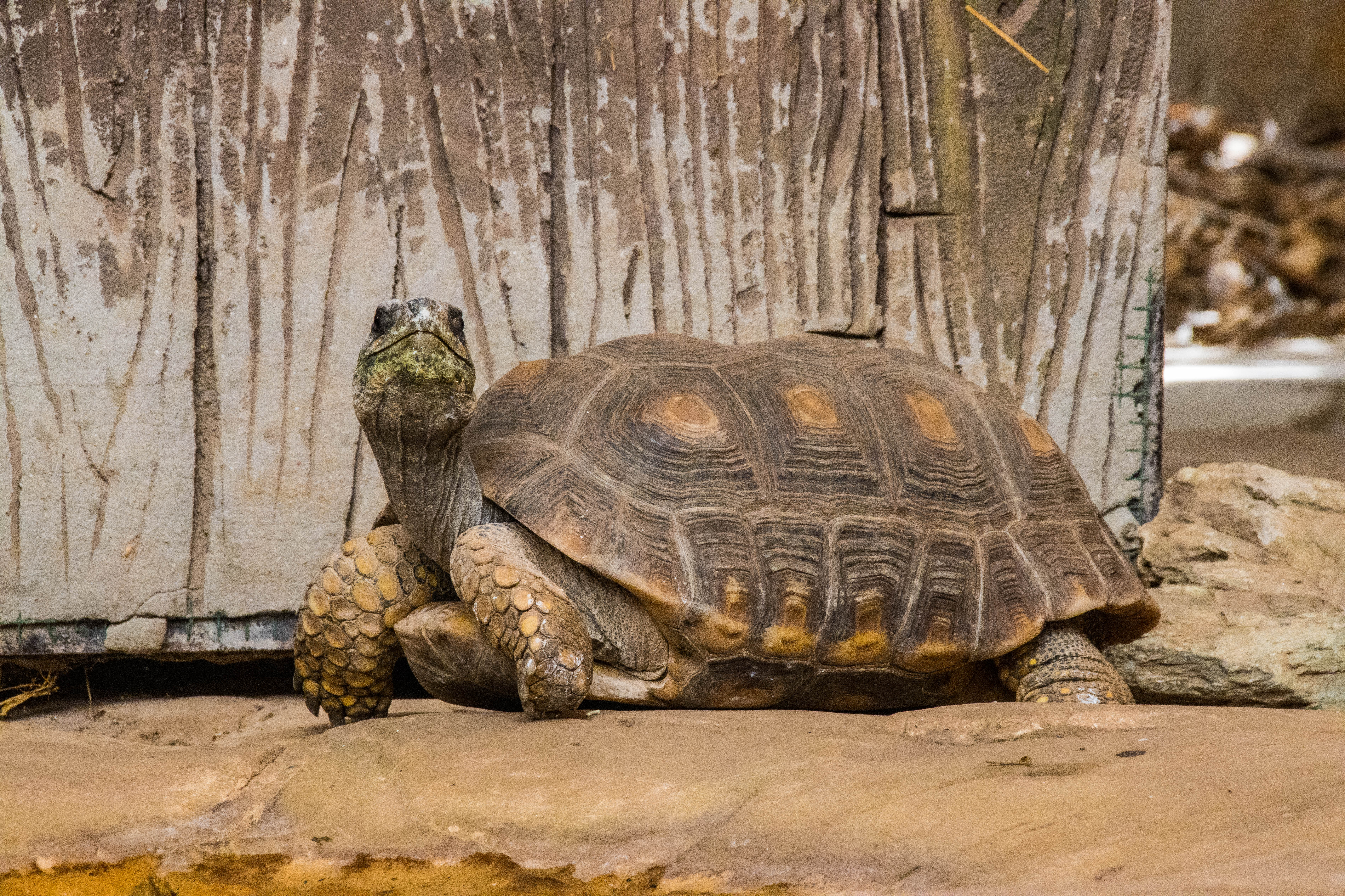 Tortue du désert-IMG_0832.jpg